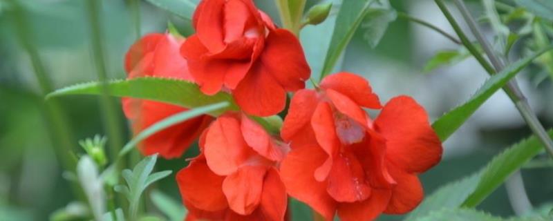 盆栽凤仙花怎么养