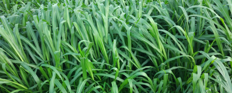 牧草养牛技术