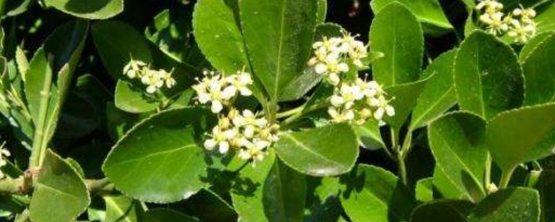 大叶黄杨种植方法