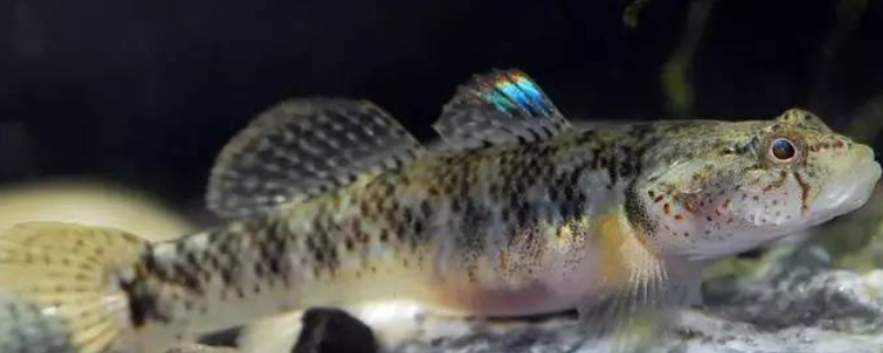虾虎鱼吃什么食物
