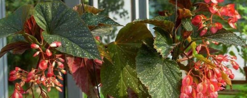 竹节海棠的养殖方法和注意事项