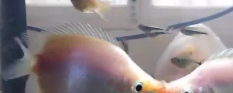 接吻鱼寿命有多长