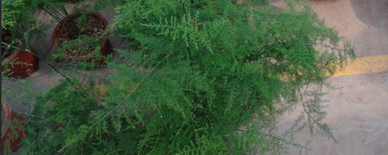 文竹修剪方法