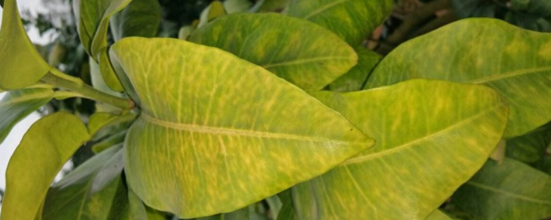 冬天室内植物叶子发黄怎么办