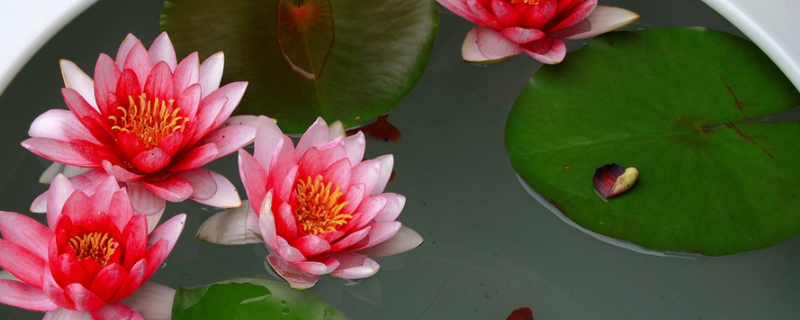 迷你睡莲种子种植方法