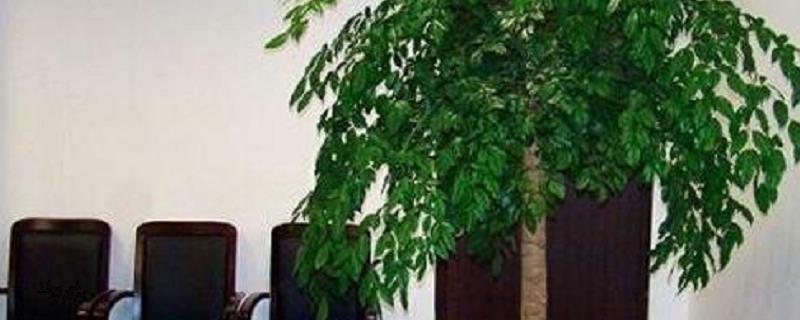 幸福树怎么养才茂盛