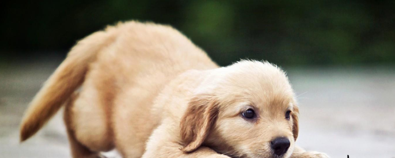 金毛犬和拉布拉多哪个好