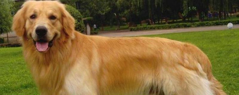 金毛犬有几种颜色