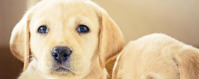 拉布拉多犬好饲养吗