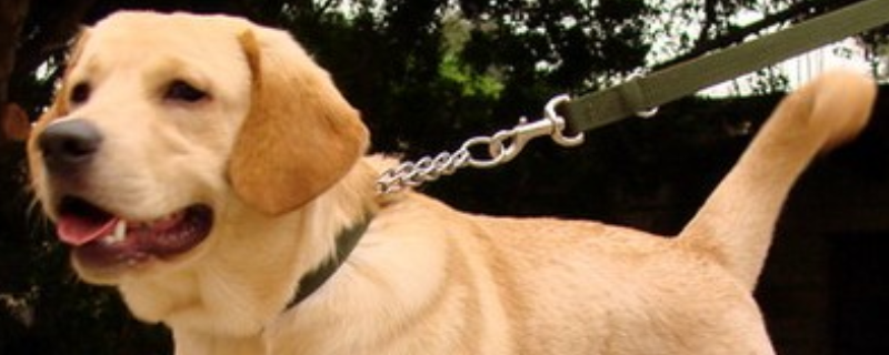 拉布拉多犬有哪些优缺点