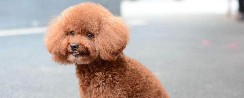 泰迪狗吃什么狗粮好
