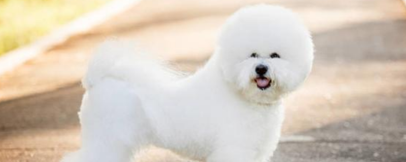 比熊犬智商排多少名