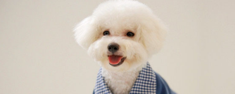 比熊犬能活多久