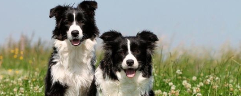 边境牧羊犬气味重吗