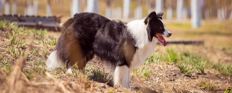 边境牧羊犬和金毛哪个好