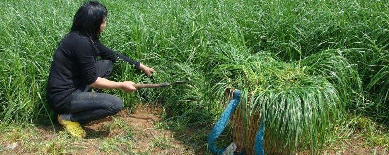 牧草种植技术