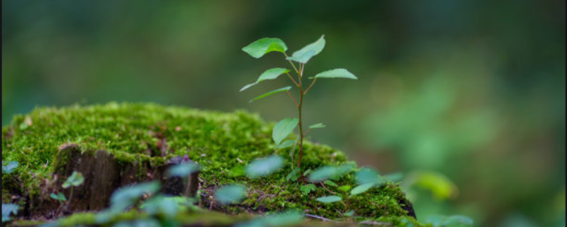 种植什么树苗赚钱