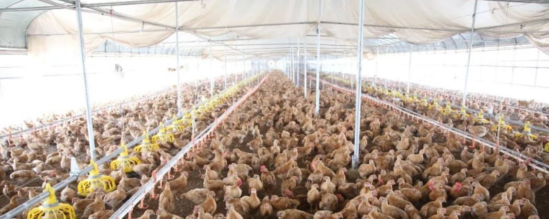 肉鸡养殖大棚建设方法