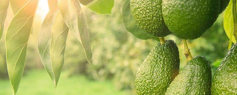 牛油果种植条件