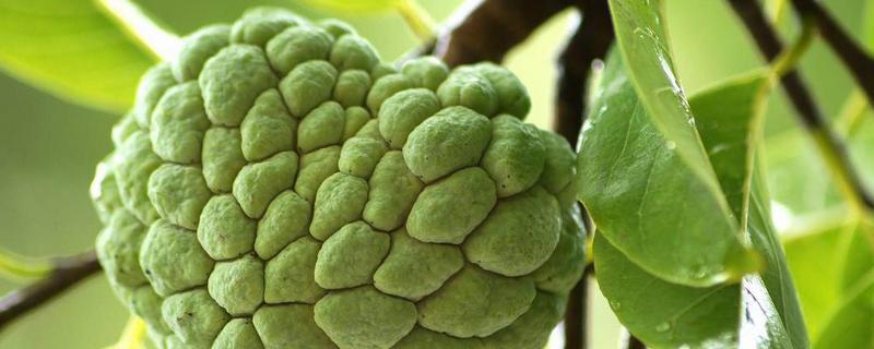 番荔枝产地在哪里