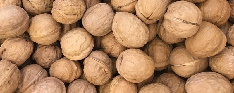 核桃苗育苗技术