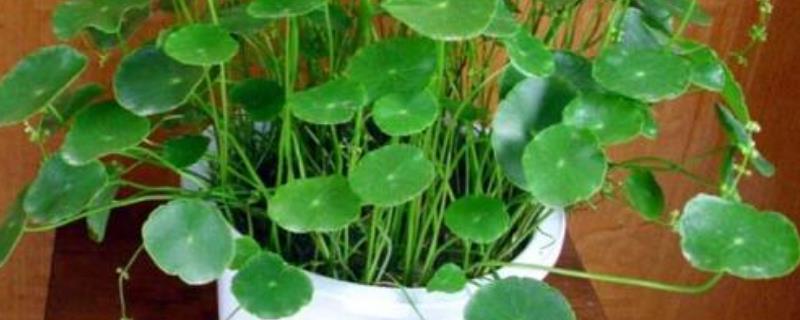 盆栽金钱草怎么养