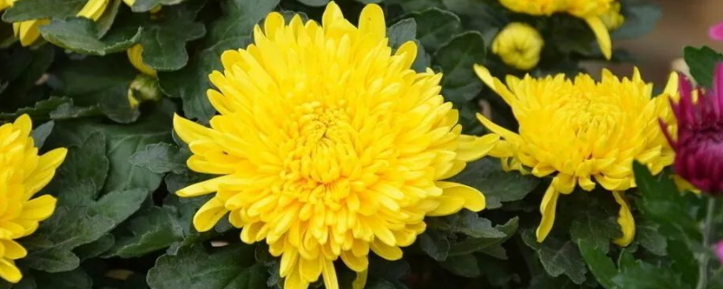 盆栽菊花怎么养才好