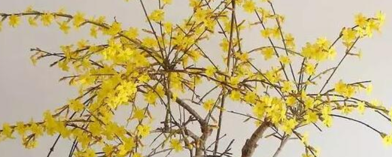 盆栽迎春花怎么养