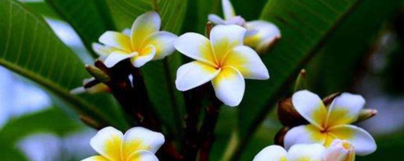 盆栽鸡蛋花怎么养