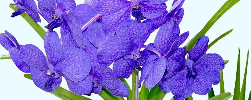 水培花卉养殖技术