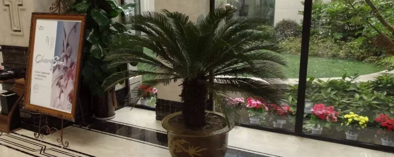 盆栽铁树怎么养才好
