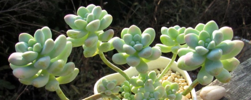 多肉植物天使之泪怎么养