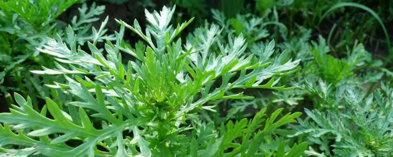 茼蒿种子价格及种植方法
