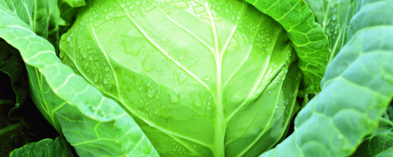 甘蓝种子价格及种植方法