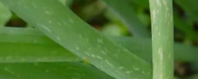 大葱霜霉病的防治方法