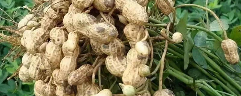 种植花生用什么肥料好