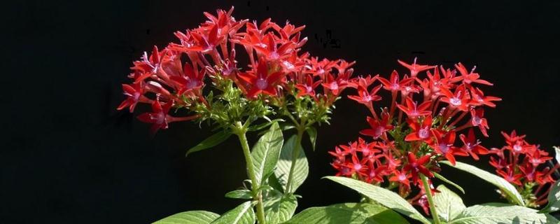 繁星花的养殖方法