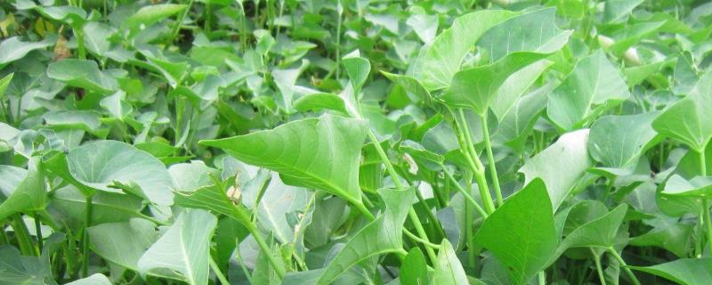 空心菜种子价格及种植方法