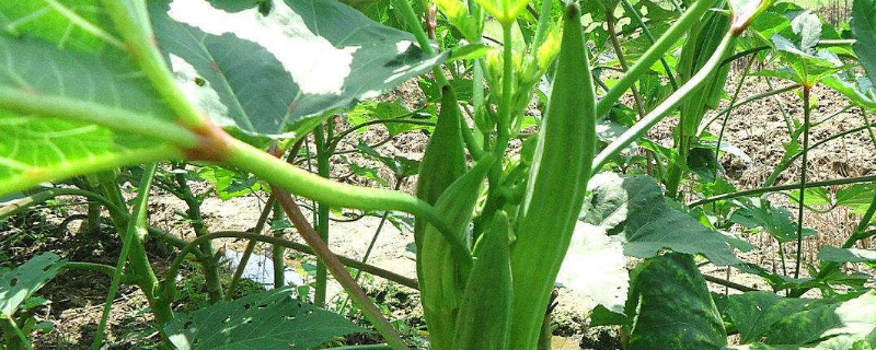 秋葵种子价格及种植方法