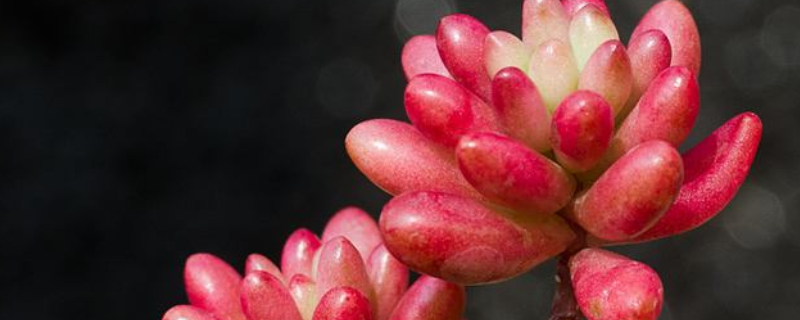 虹之玉掉叶子怎么办