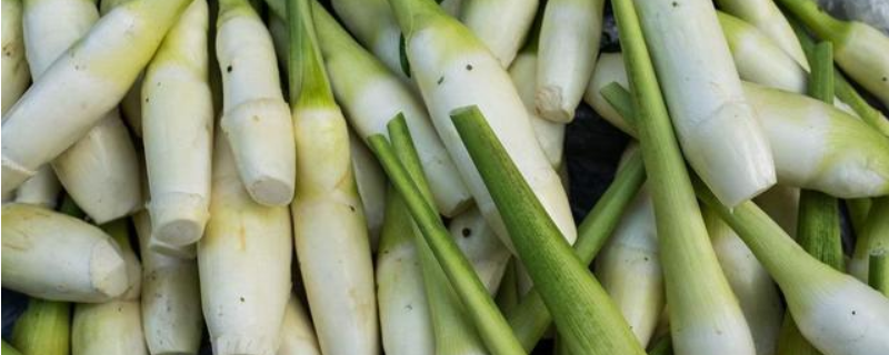茭白种子价格及种植方法