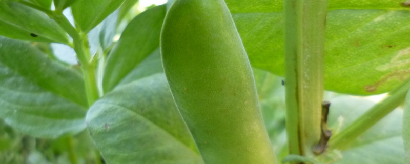 蚕豆种子价格及种植方法