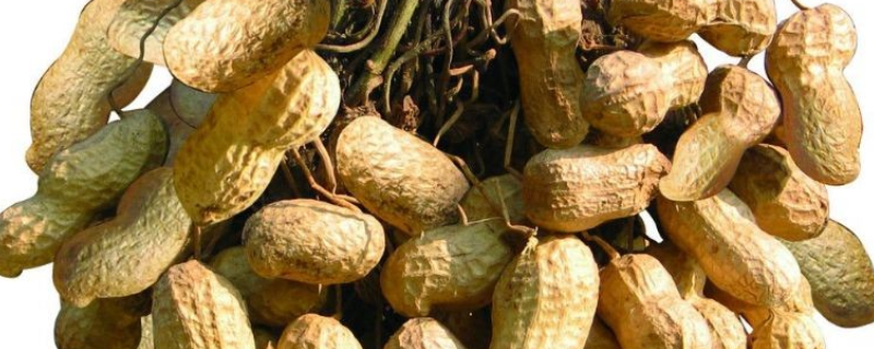 花生种子价格及种植方法