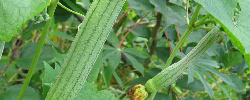 大棚丝瓜种植技术