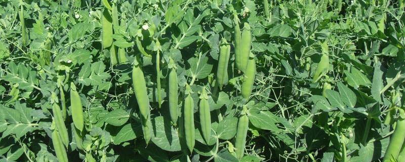 豌豆种子价格及种植方法