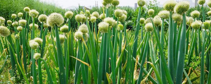 大葱种子价格及种植方法