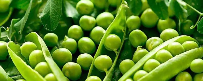 碗豆种子价格及种植方法