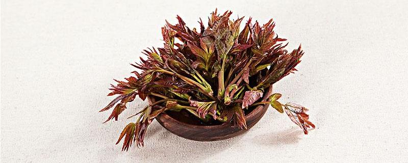 香椿种子价格及种植方法