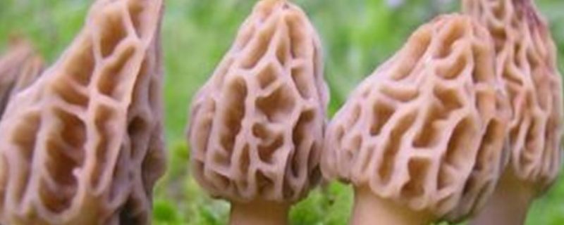羊肚菌真的有毒吗