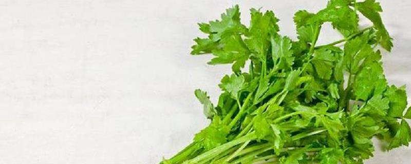 冬季大棚芹菜病害防治